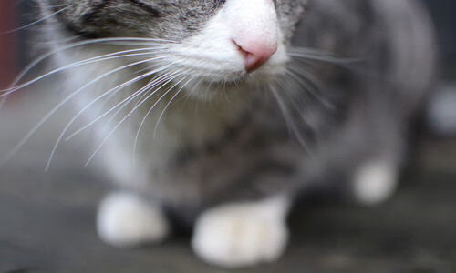 _网球运动新规则引发热议：公平与创新的平衡_，2021年最新网球规则分享网站