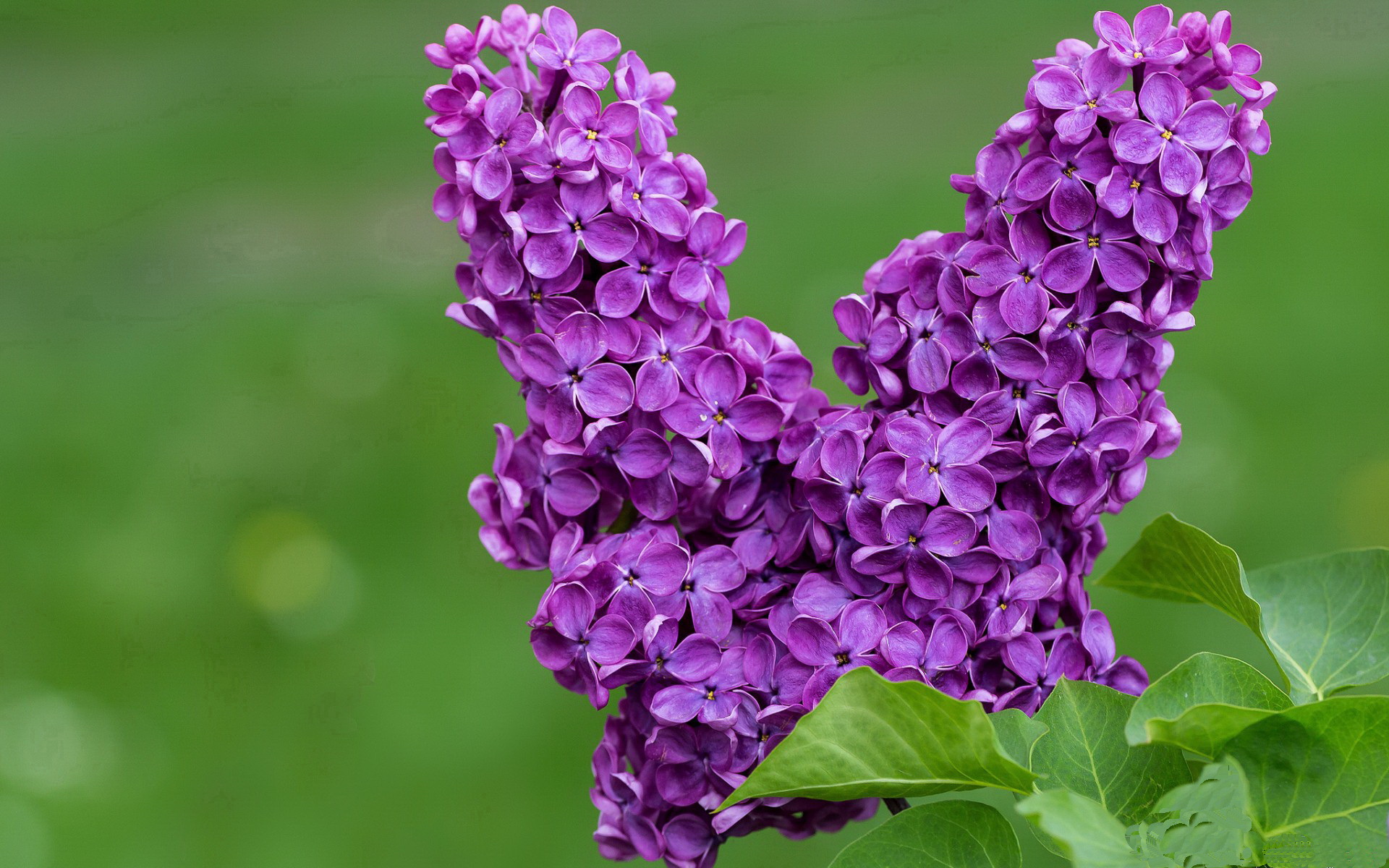 _网球马戏秀:娱乐与运动的跨界融合_,match网球