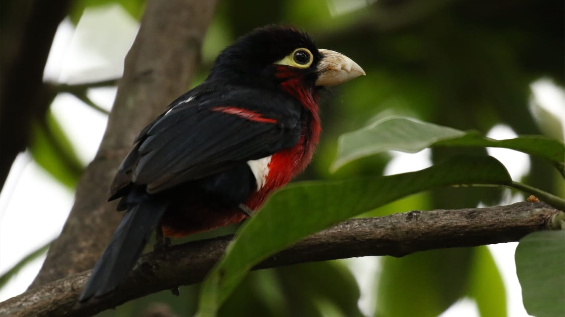 _网络直播带动:比赛观看方式的全新变革_,观看赛事直播