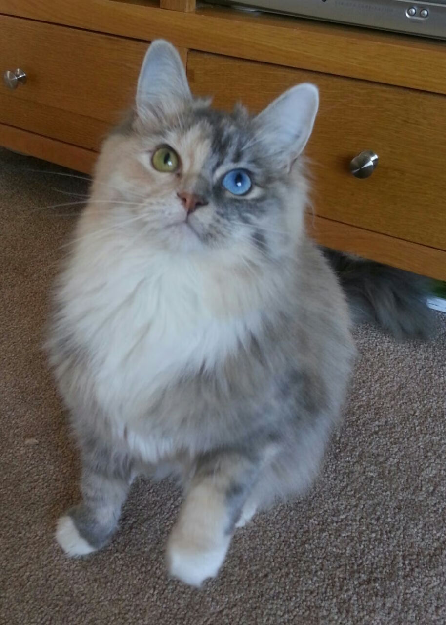 “最炫防守:联盟铁壁防线大揭秘”,铁壁符文怎么获取