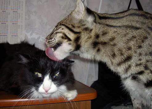 “青春信仰”青少年篮球公益传递活动在成都持续火热，篮球公益项目