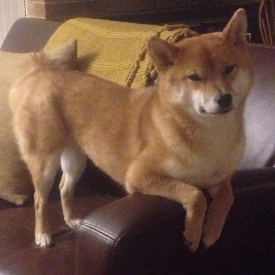 中国男足在巴黎奥运会上表现出色,晋级四强,中国男足晋级过奥运会吗