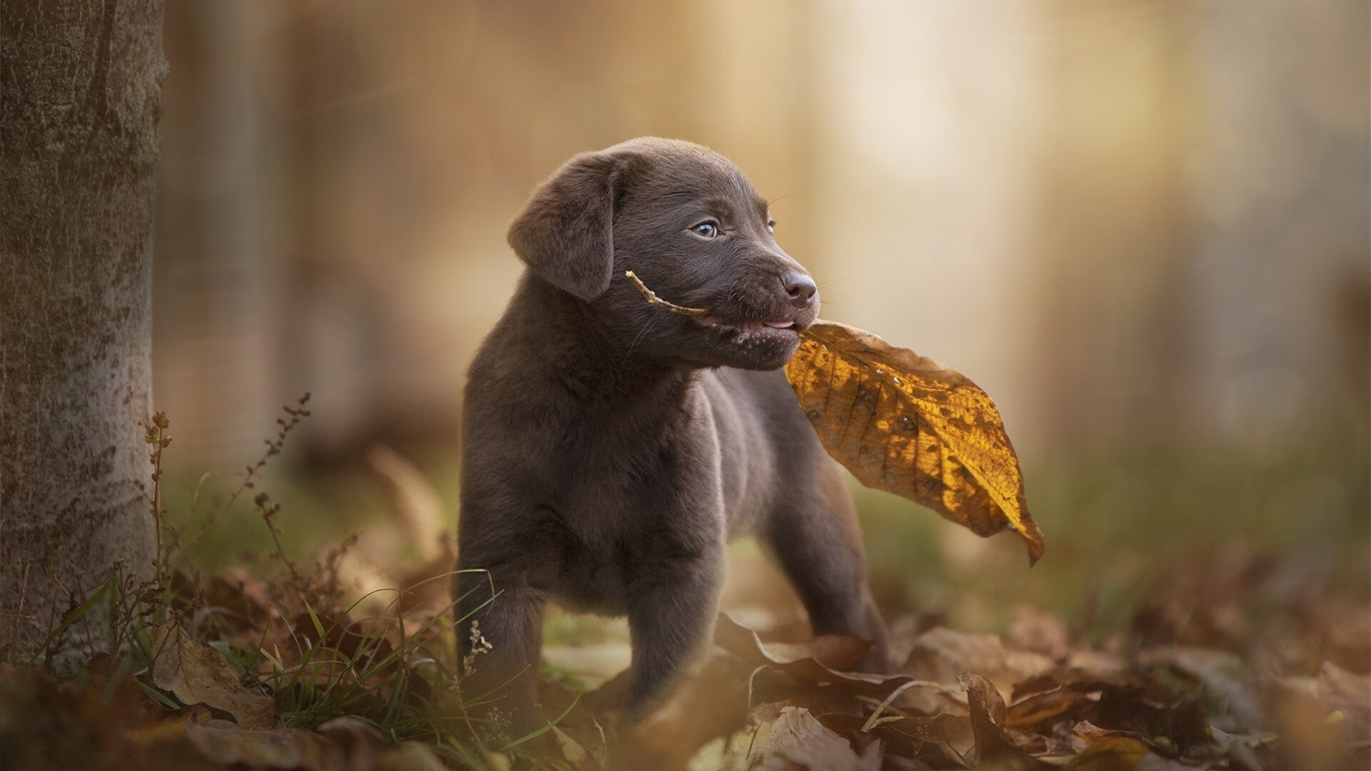 传统文化元素融入台球赛事，打造特色风格，台球比赛宣传标语