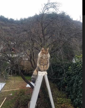 城市摩托车特技表演，极速飞跃引爆现场氛围，摩托车特技表演赛