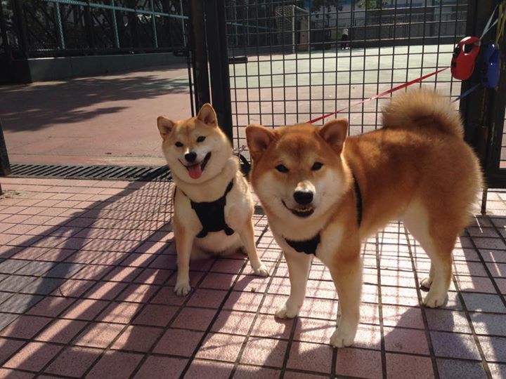 未来联盟:虚拟互动与沉浸式观赛技术盛大开启!,未来lol