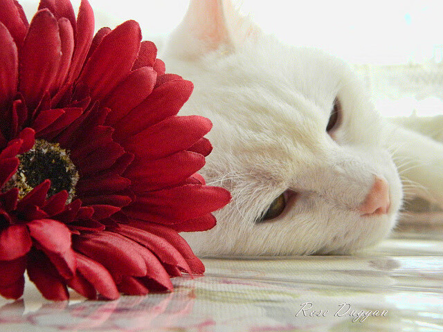 深海潜水探秘活动，体验水下世界的神奇，深海潜水视频