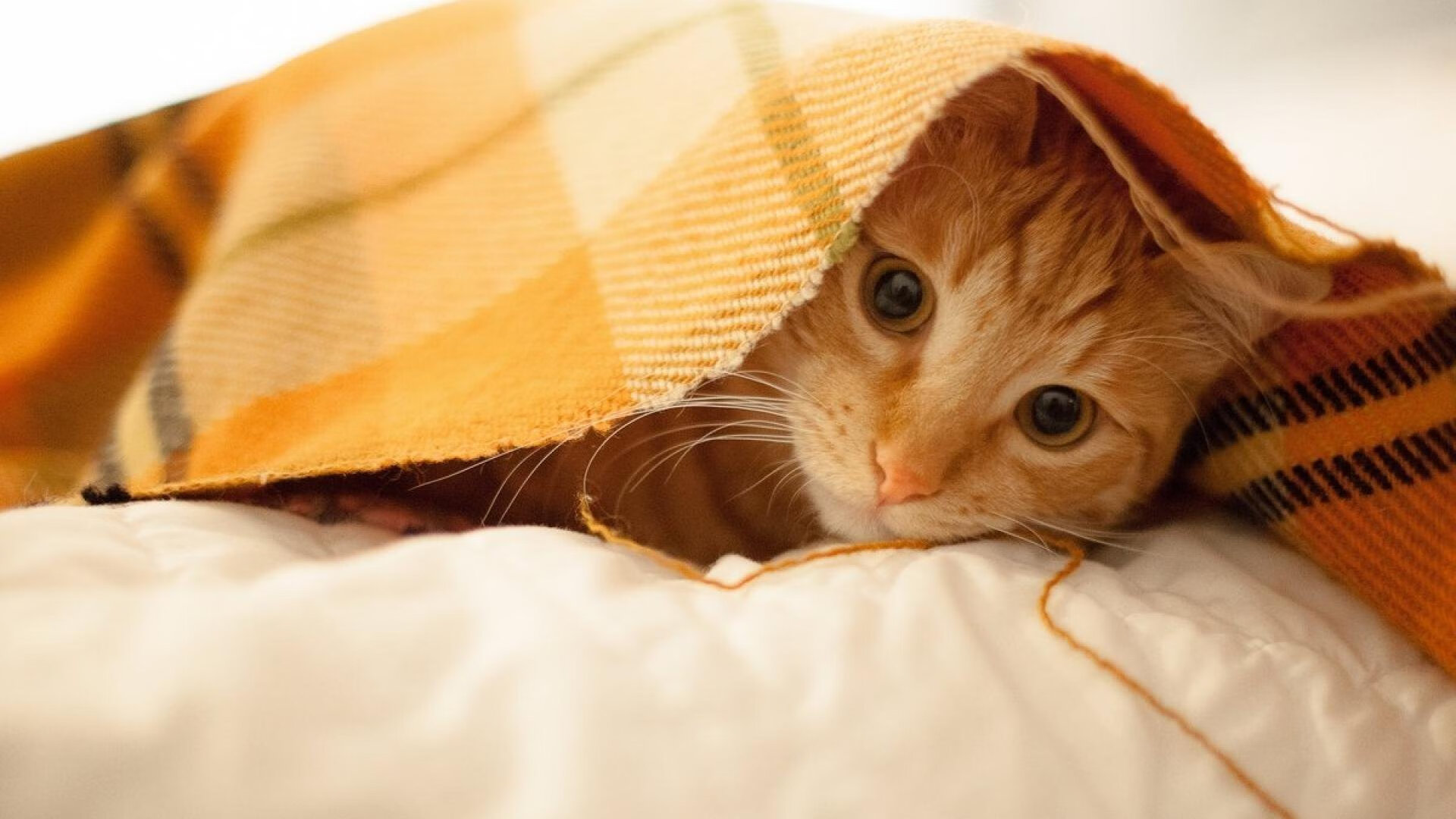 篮球青训基地增设专项体能训练区，青年篮球训练机构