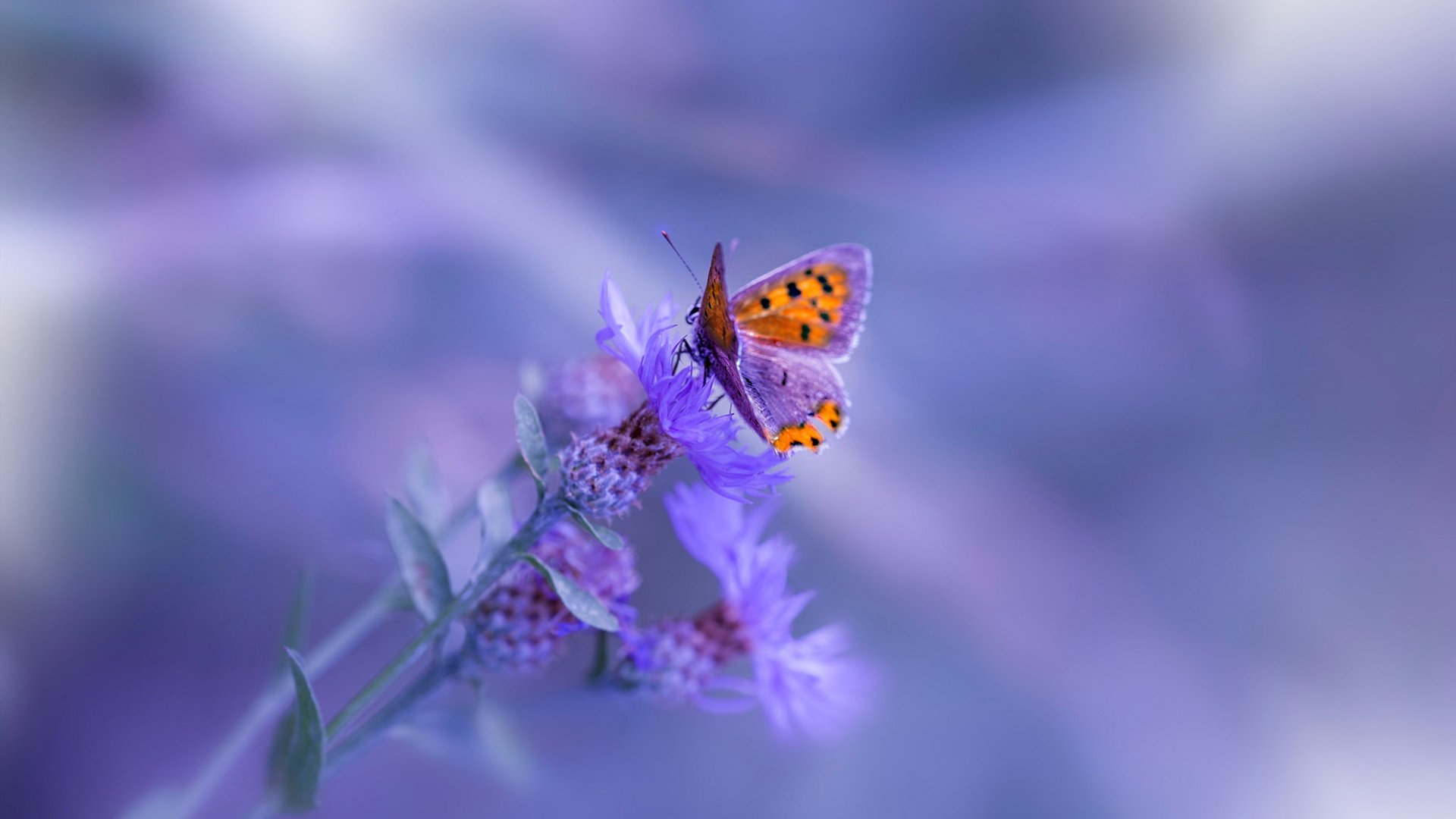 青训数据平台上线,实现青少年成长全程追踪和评估,青训标准