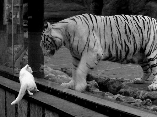 C9 YouTube频道订阅数突破百万,youtube频道订阅排名