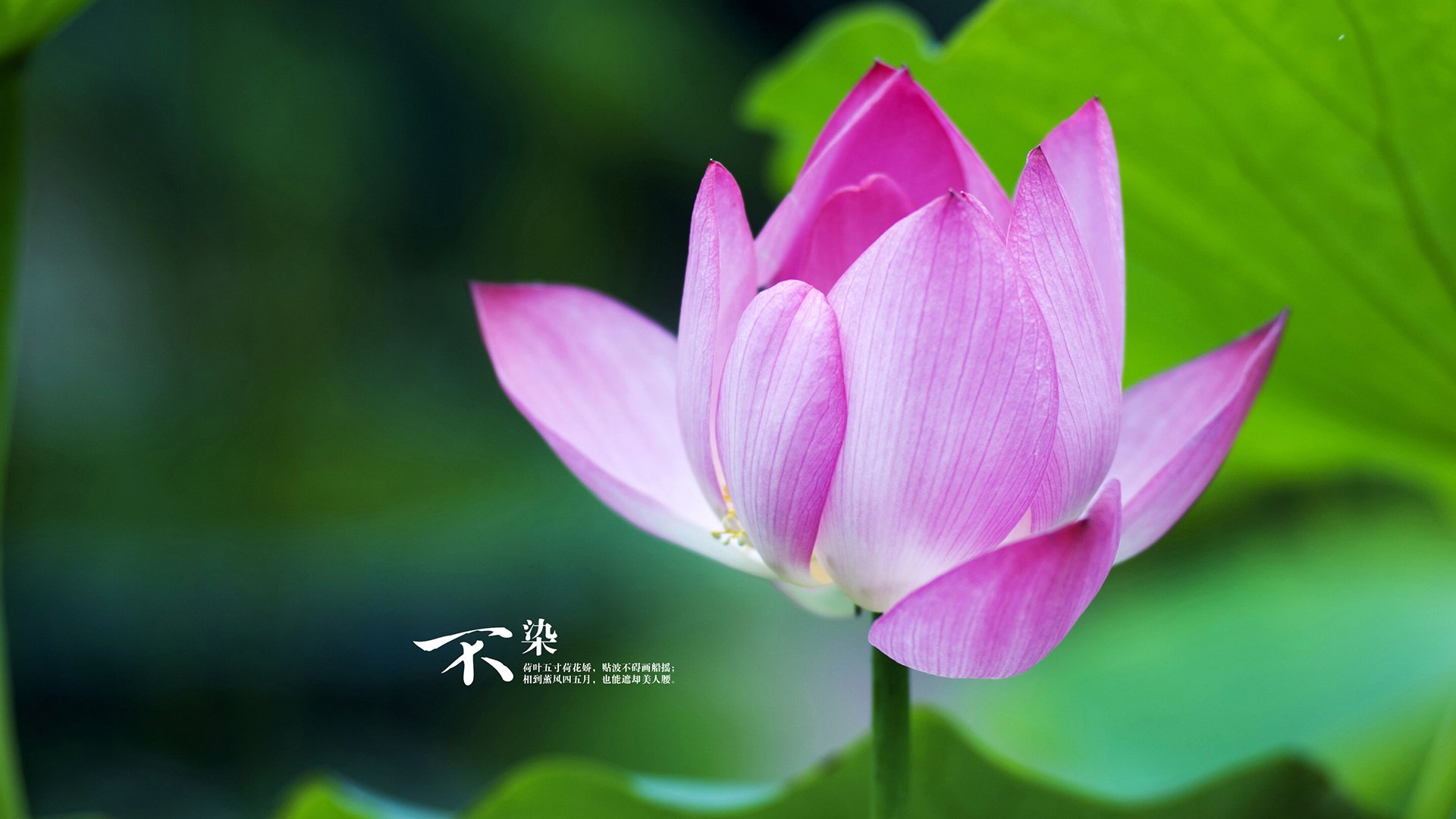 南非选手誓死不退，争取胜利，南非队长