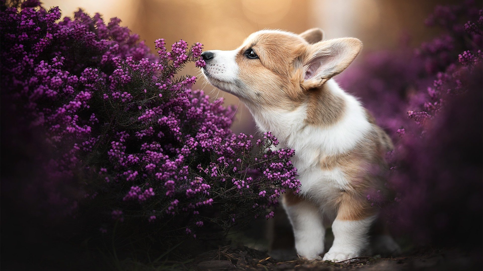 巴萨主场2-0战胜西班牙人,继续领跑西甲积分榜,西甲球队巴萨