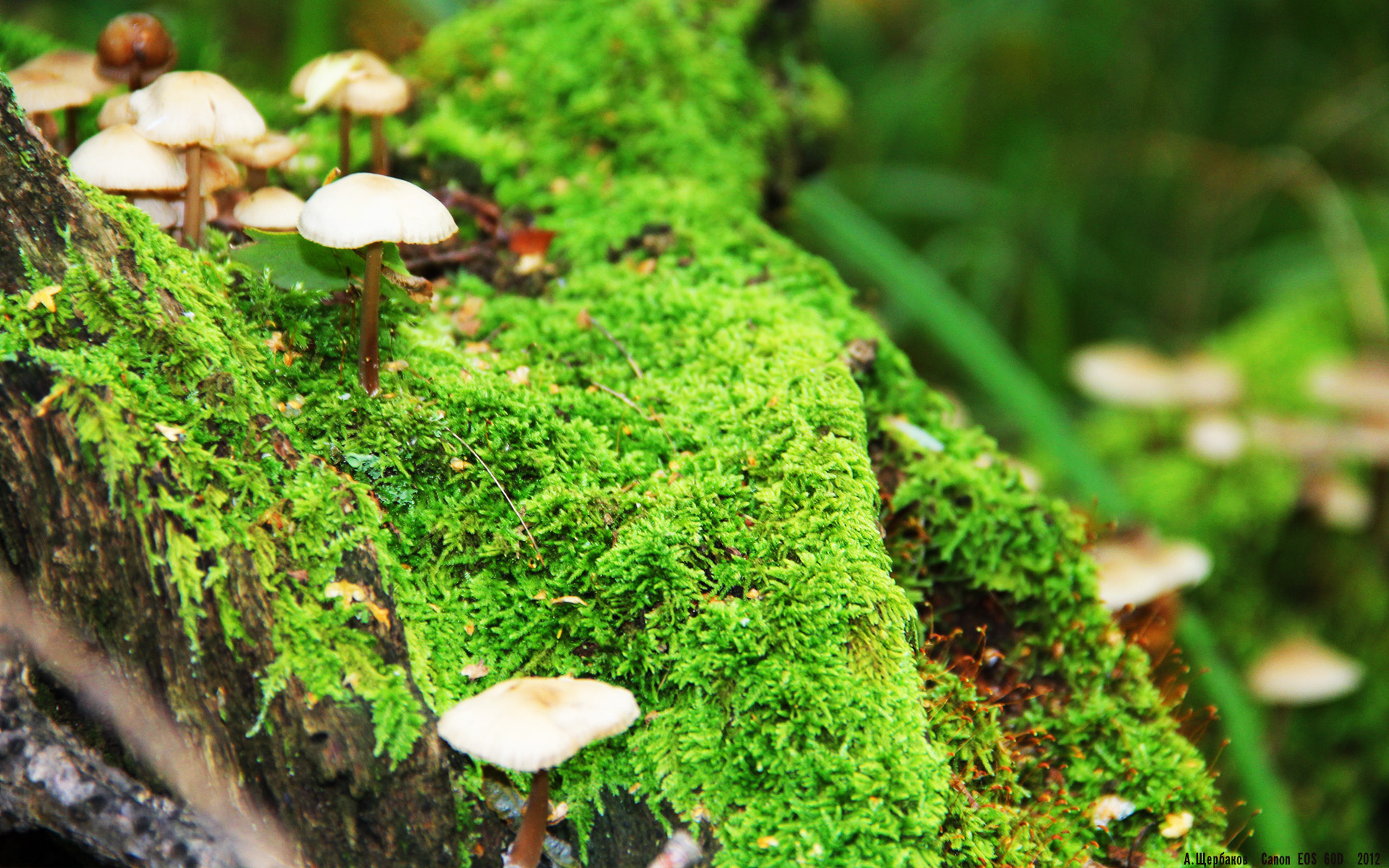 巴萨主场3-0战胜贝蒂斯,进攻端火力全开