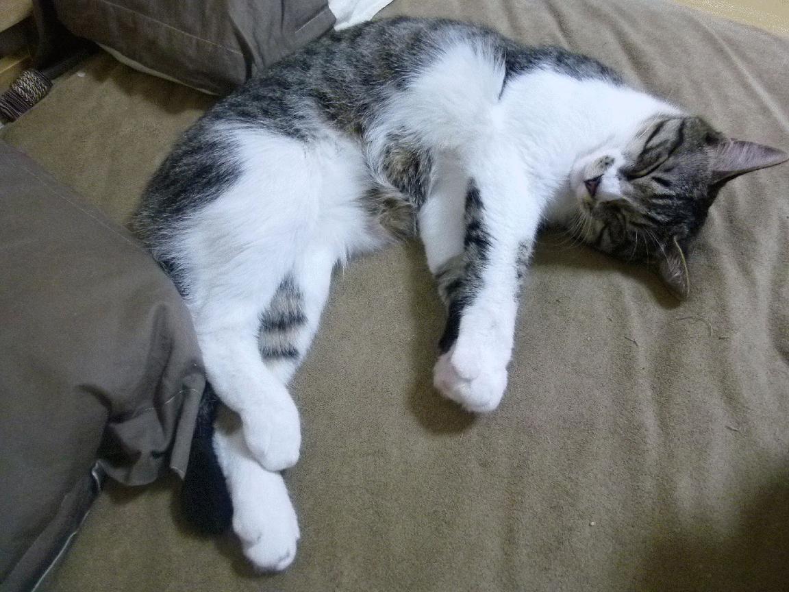 曼联2-0西汉姆,主场取胜,曼联2-1险胜西汉姆