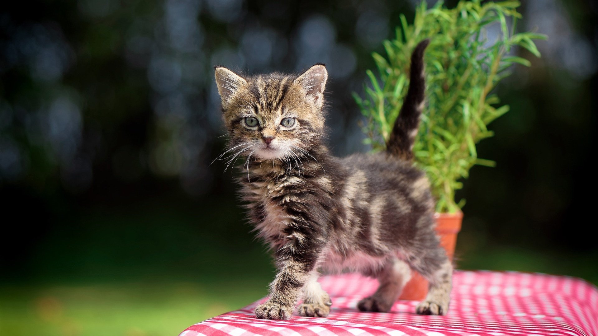 辽宁本钢新星崛起，助力球队再创佳绩，辽宁本钢新logo