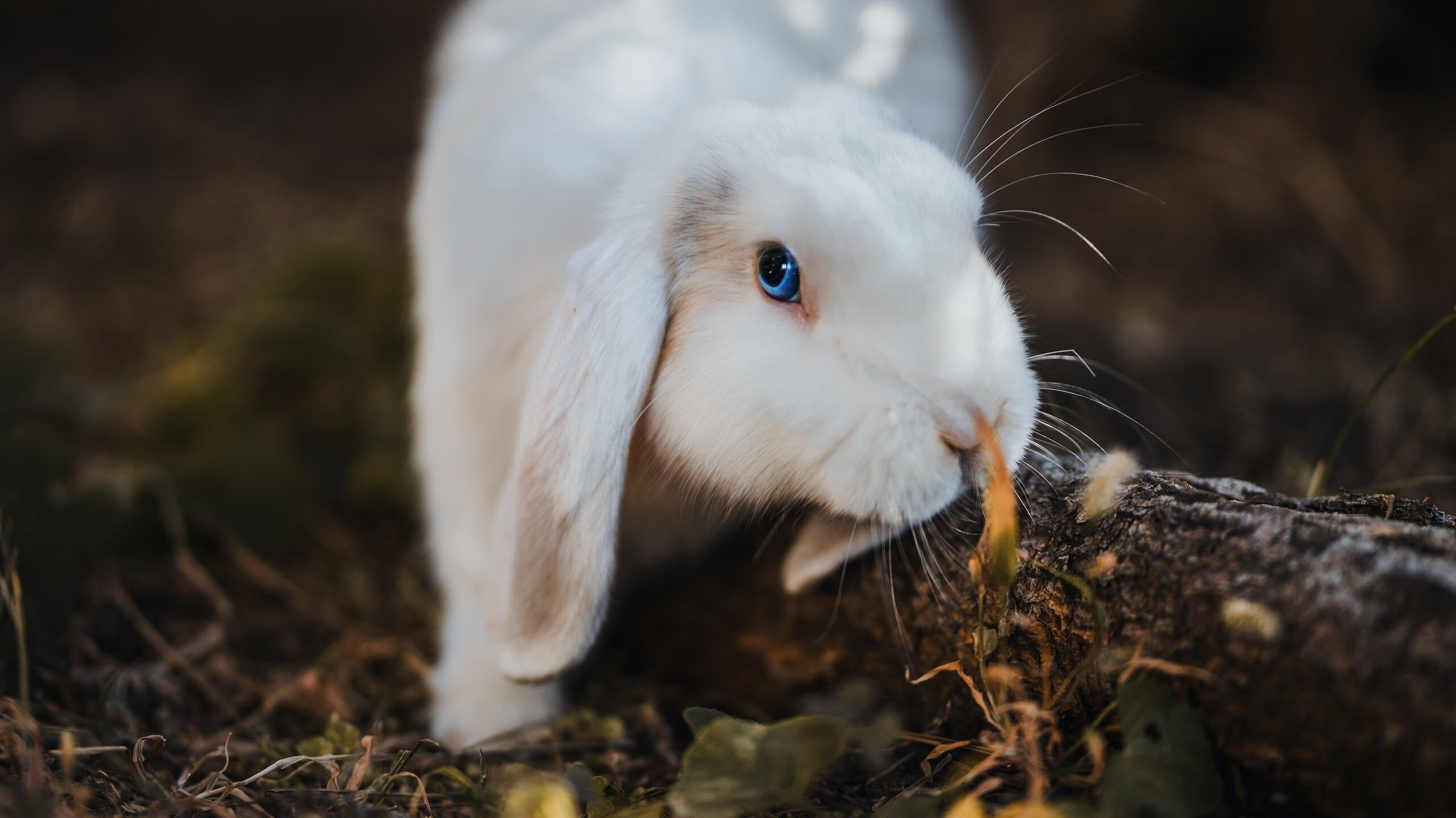 雄灰熊队全队发威,实现常规赛胜利,灰熊队队员名单最新