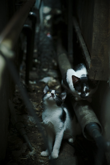 黑龙江队员奋勇作战，实现高效配合！，黑龙江队员奋勇作战,实现高效配合的措施