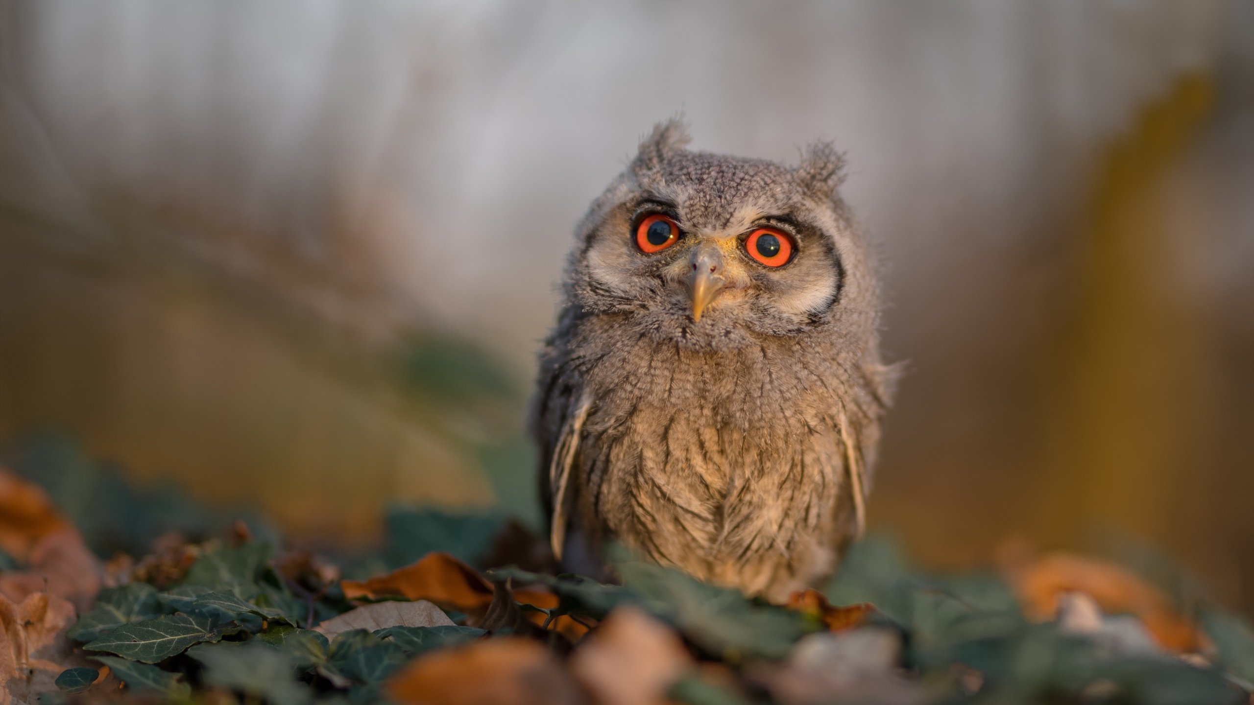 中国篮球运动员专项技术动作稳定性研究，篮球运动员基本技术