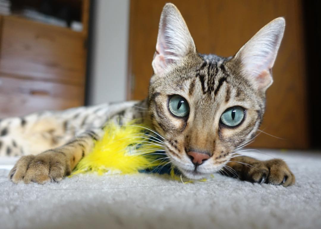 中小学体育课堂互动教学方法研究，中小学体育课堂互动教学方法研究综述