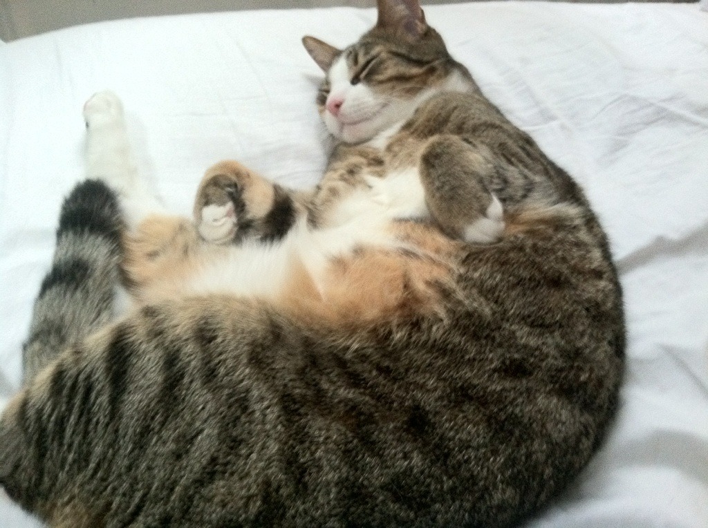 体育产业融资环境优化，体育产业融合的效应与方式有哪些