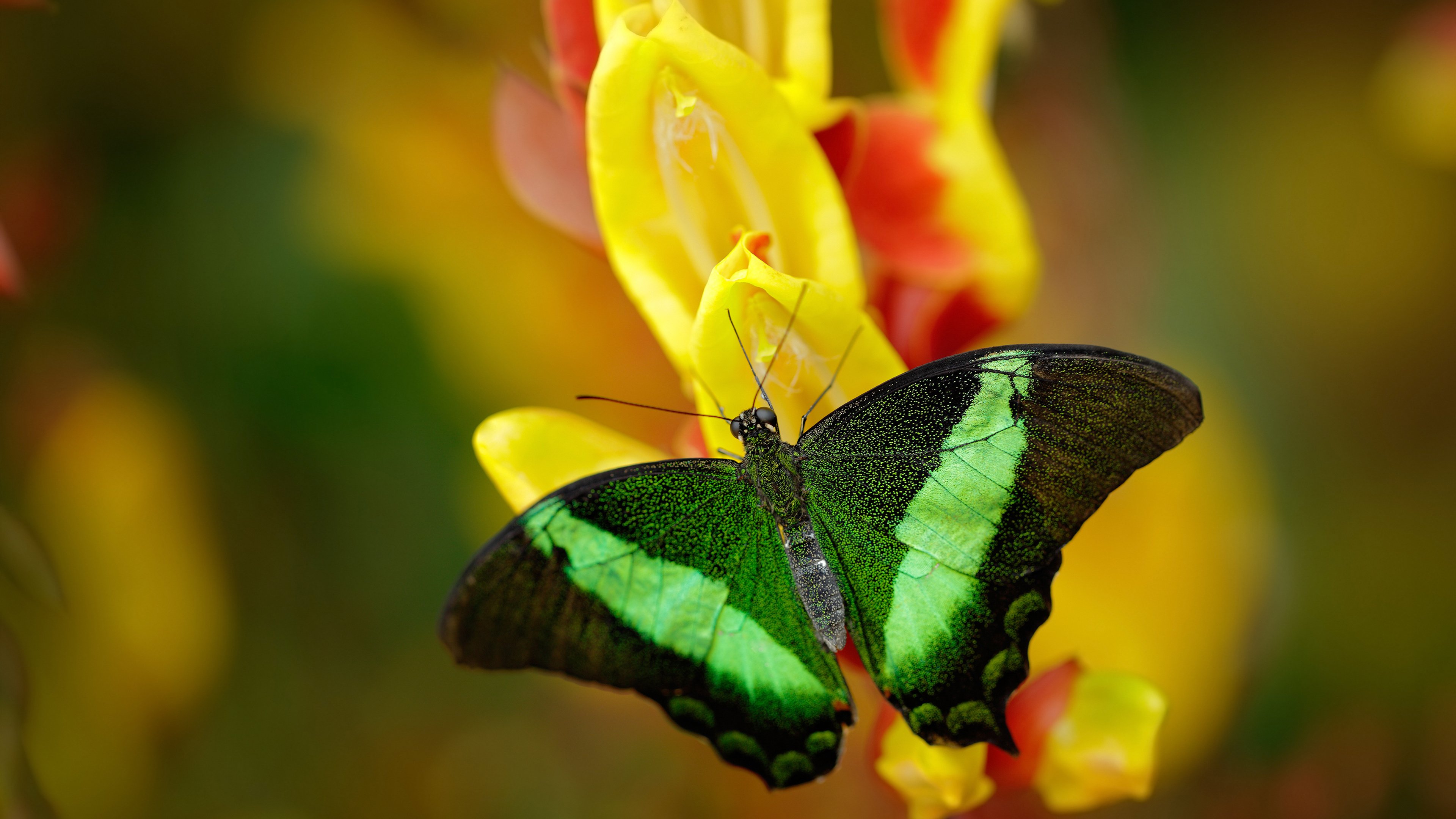 体育新闻中心发布体育创作者激励机制创新方案,体育 创新