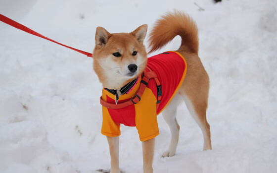 职业联赛观赏性为何与国际联赛差距明显，职业联赛的定义