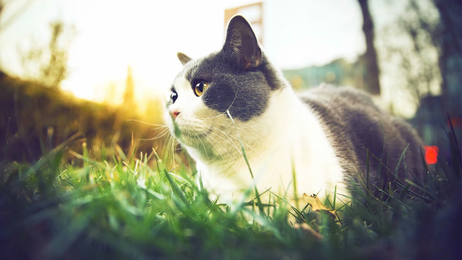 克洛普战术持续革新，带领利物浦追求更高荣誉