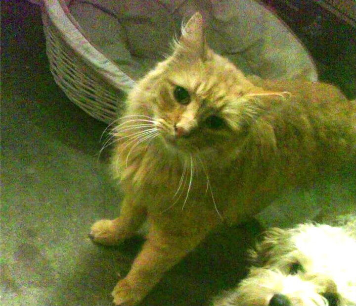 动作规范性与世界顶尖水平同步提升,动作规范到位