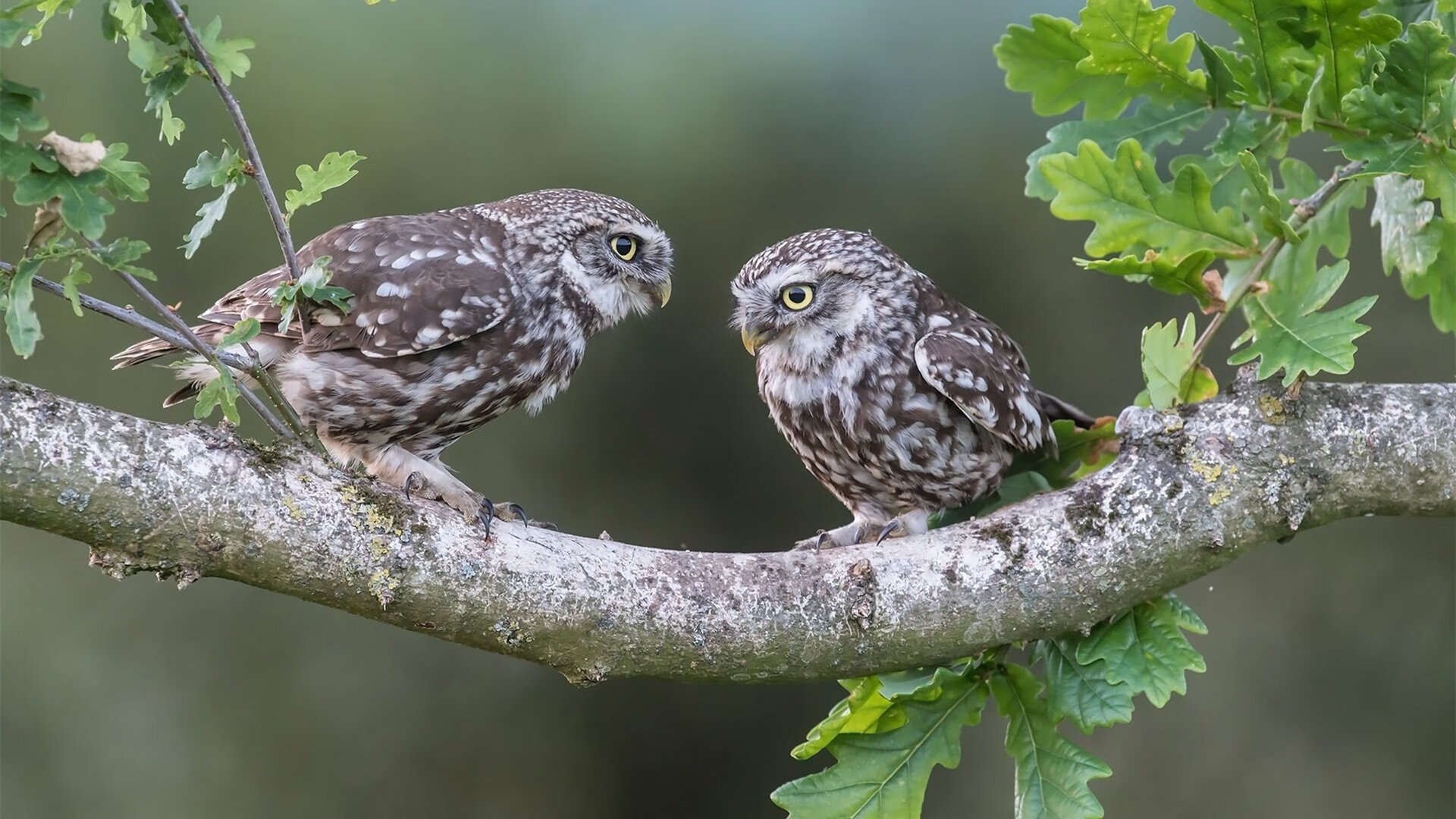 安哥拉女篮在非洲锦标赛中力争冠军，篮球运动快速发展