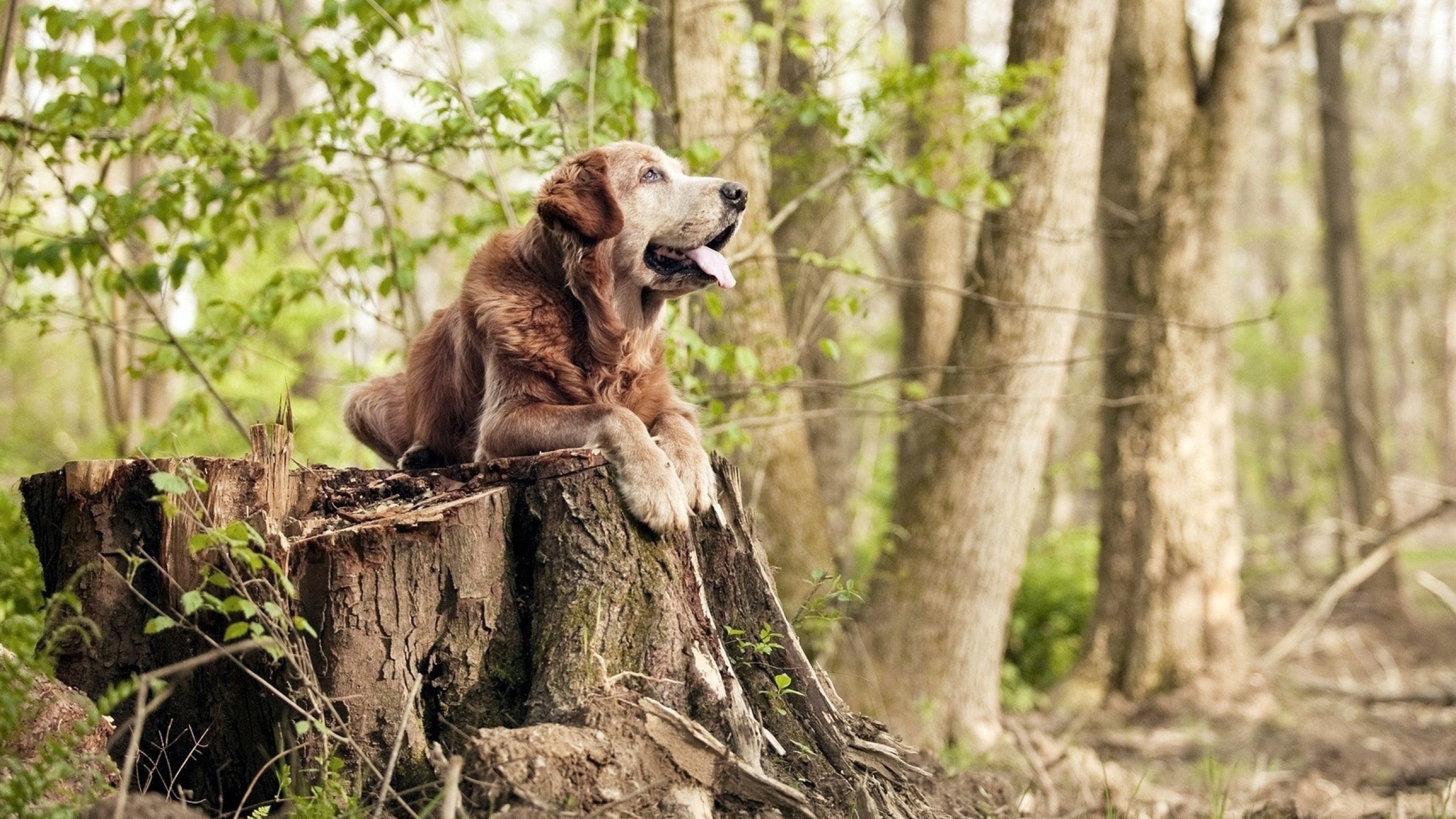 蛙泳对决奥地利游出新速度,奥运会蛙游泳决赛视频